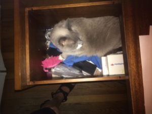 Pisa takes residence in my desk drawer. And the problem is?
