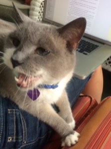 Pisa, the oh-so-talkative sassing cat gives her opinion as I try to write my column.